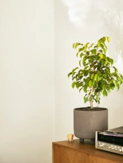 Bowl Planter, Medium 16 Bowl Planter, Medium -DWR Sales W DWR SU23 EDITORIAL DEEPWELL 753 2