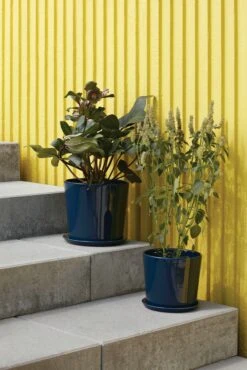 Hay Botanical Family Set -DWR Sales W HAY 2538230 100281019 dark blue v1