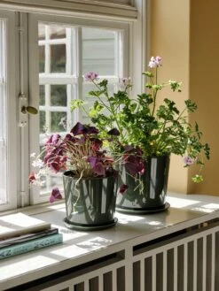 Hay Botanical Family Set -DWR Sales W HAY 2538230 100387961 dark green v1 001